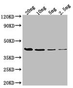 FIS Polyclonal Antibody