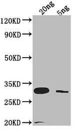 LAMB Antibody in Western Blot (WB)