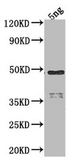 RNA polymerase sigma 70 Antibody in Western Blot (WB)