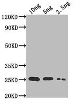 TADA Polyclonal Antibody