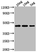 TOXR Polyclonal Antibody