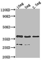 p39 Polyclonal Antibody