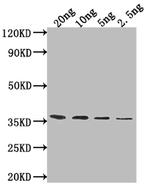 ATG32 Polyclonal Antibody