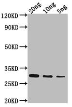 NAM8 Polyclonal Antibody