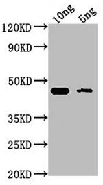 GPM1 Polyclonal Antibody
