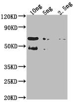 TFC4 Polyclonal Antibody