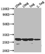 sso7d Antibody in Western Blot (WB)