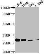 prgI Antibody in Western Blot (WB)