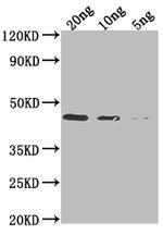 DERP1 Polyclonal Antibody