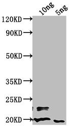 nlpD Polyclonal Antibody