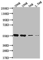 clfA Polyclonal Antibody