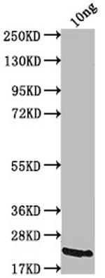 Smallpox Virus A27L Polyclonal Antibody