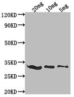 E3L Polyclonal Antibody