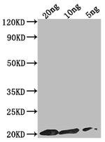 epiA Polyclonal Antibody