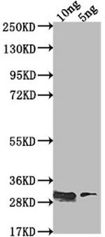 csgD Antibody in Western Blot (WB)