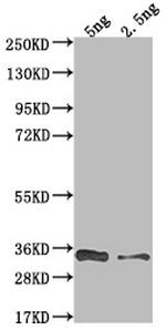 VACWR117 Polyclonal Antibody
