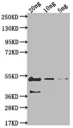 Epstein Barr Virus glycoprotein B Antibody in Western Blot (WB)
