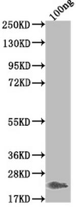 Griffithsin Polyclonal Antibody