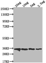csn Polyclonal Antibody
