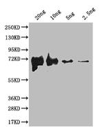 fliC Polyclonal Antibody