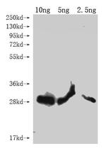 lptE Polyclonal Antibody