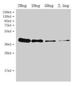 UGI Polyclonal Antibody