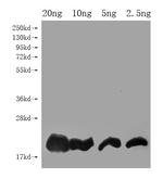 DEFB128 Polyclonal Antibody