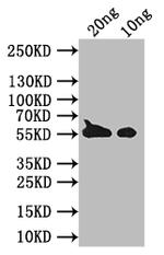 BZLF1 Polyclonal Antibody
