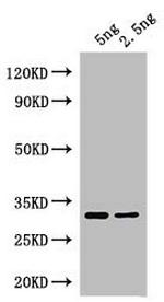 At5g63020 Polyclonal Antibody