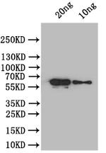 At5g42100 Polyclonal Antibody