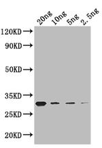 GIF1 Polyclonal Antibody
