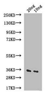 IAA6 Polyclonal Antibody