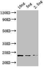 KNAT4 Polyclonal Antibody