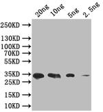 SIGF Antibody in Western Blot (WB)