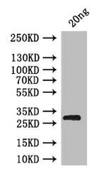 brat Polyclonal Antibody
