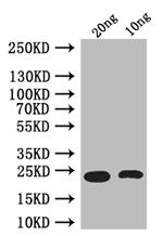 Ets21C Antibody in Western Blot (WB)
