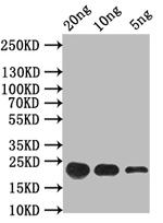 FMRFaR Polyclonal Antibody