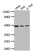 beta-D-glucosidase/beta-D-fucosidase Polyclonal Antibody
