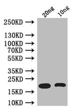 csgA Antibody in Western Blot (WB)