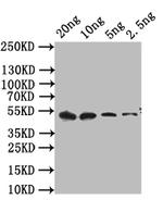 cpxR Polyclonal Antibody