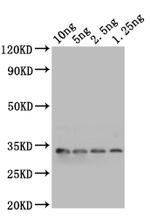 mlaA Polyclonal Antibody