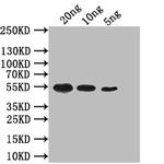 mreB Polyclonal Antibody