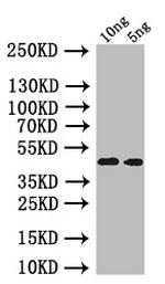 oprI Antibody in Western Blot (WB)