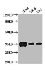 crr Polyclonal Antibody