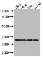 Bacteriophage T7 Polyclonal Antibody