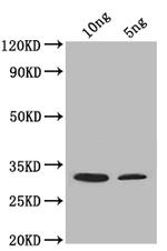 SUP45 Polyclonal Antibody