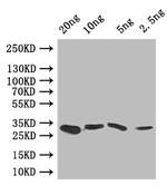 GRE2 Polyclonal Antibody