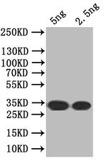 SEC16A Polyclonal Antibody