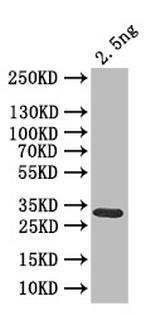clr6 Antibody in Western Blot (WB)