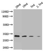 ITRL-2 Antibody in Western Blot (WB)